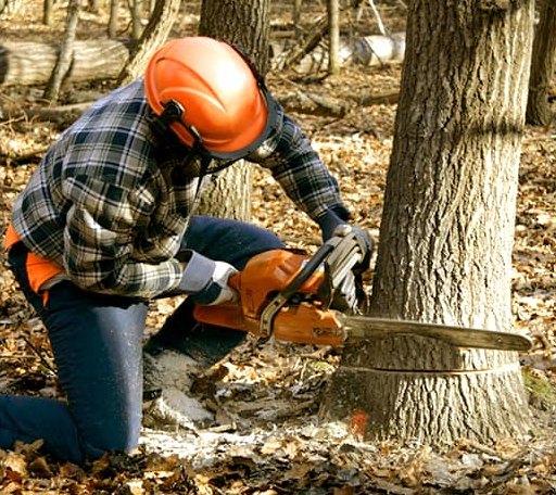 Tree Removal in Burlington, NJ